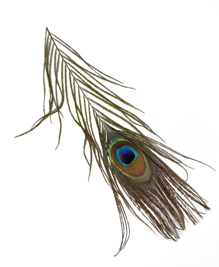 Peacock feather